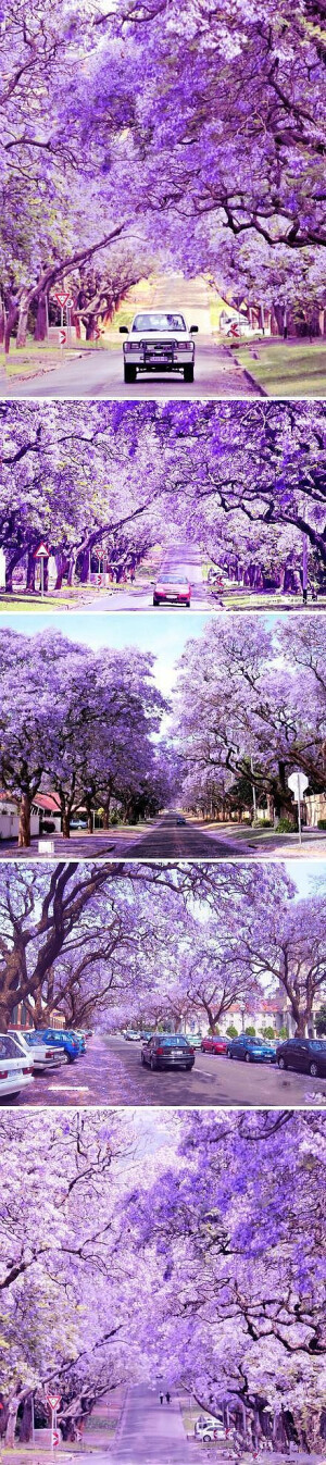 梦幻童话……蓝花楹隧道，位于南非的行政首都茨瓦内，那里拥有70000多棵蓝花楹，盛开时使整个城市到处呈现出绚烂紫色和蓝色。 花开满城 每年10月至11月，南非首都比勒陀利亚市的紫薇竞相开放，走在南非的街道上，大片的紫色在城市蔓延，到处是紫色海洋，淡淡的紫色花朵开满枝头，花瓣像雪片漫天飞舞，树上的紫薇花开的染紫了天空