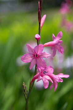 Watosonia(BugleLiky)1|Flickr–相片分享！