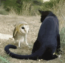 “嗨！兄弟，你到底是猫还是鸟啊？”“我是猫头鹰，没文化真可怕啊”