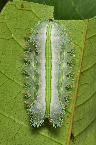 Stinging Nettle Slug Caterpillar (Cup Moth, Limacodidae)