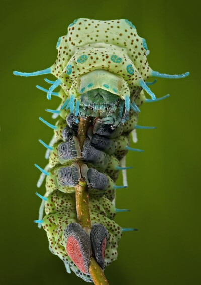 Anybody know what #butterfly/moth this caterpillar is from ???