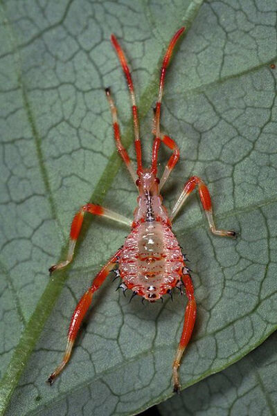 leaf-footed bug nymph