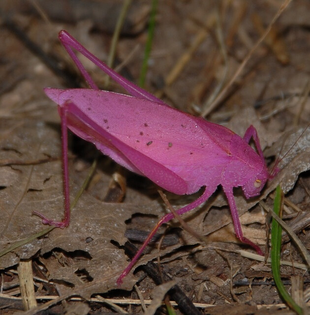 Pink Amblycorypha Katydid by quadring101