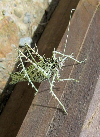 Lichen Katydid