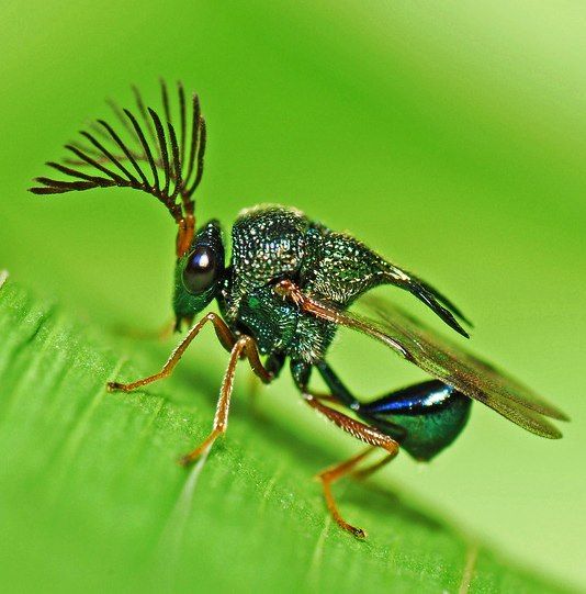 Metallic Wasp...amazing!