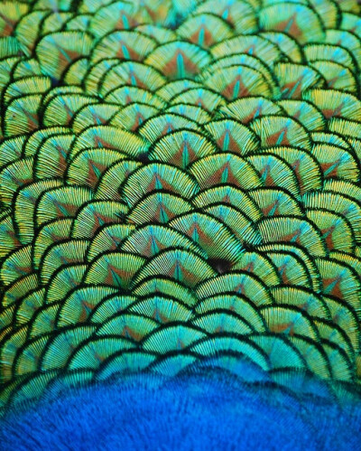 peacock pretty