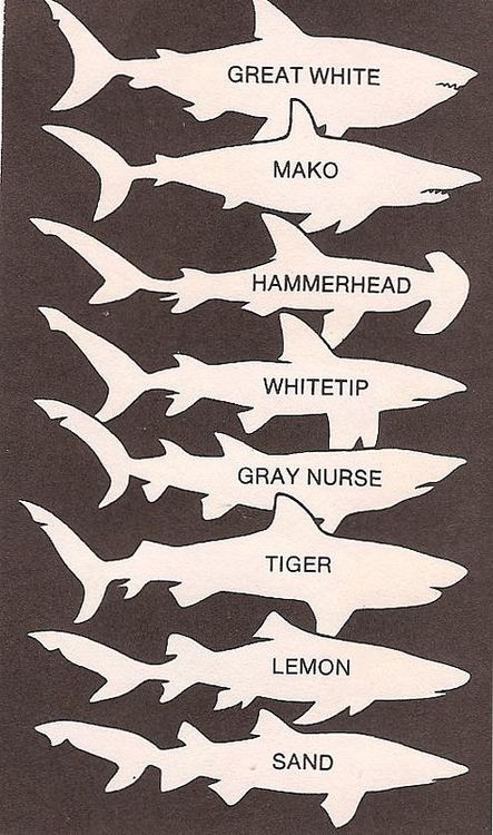 Types of Sharks