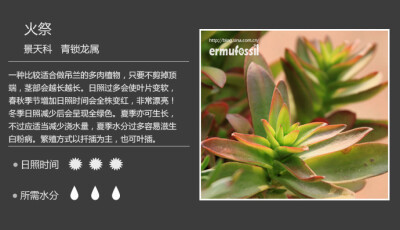 【100种常见多肉植物图鉴】 + 多肉植物常见问题解答