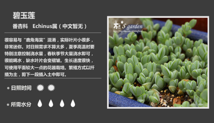 新增50枚-常见多肉植物图鉴