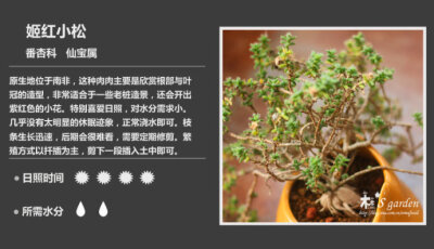 新增50枚-常见多肉植物图鉴