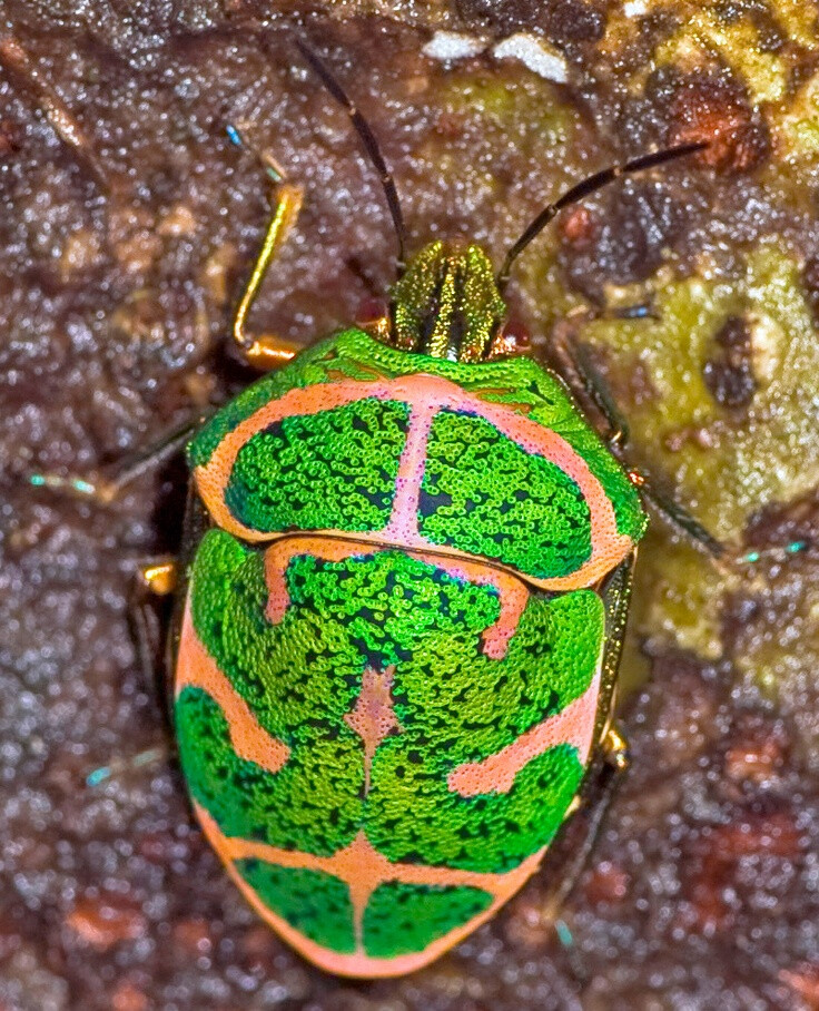 beautiful poecilocoris lewisi looks like an enameled gold jewel