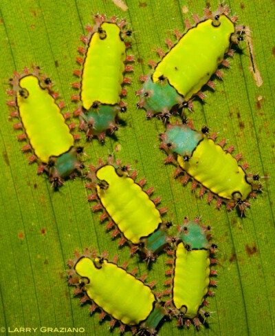 Slug Moth Caterpillars acharia ophelians