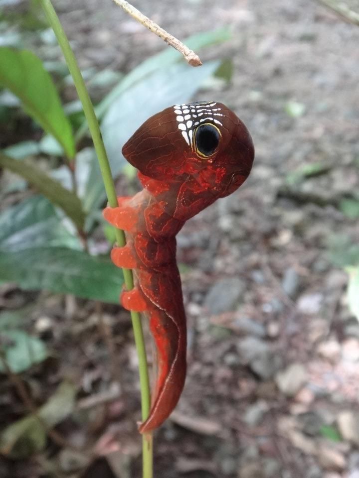 Phyllodes imperialis, or