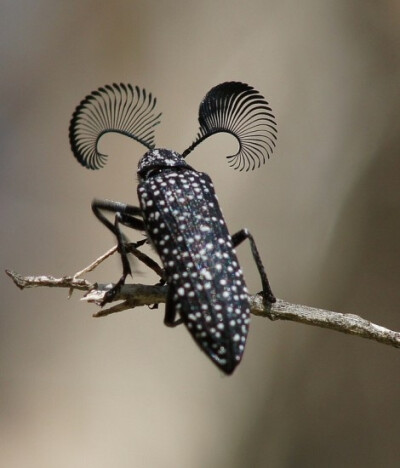 Feather Horned Beetle with long bushy eyebrows