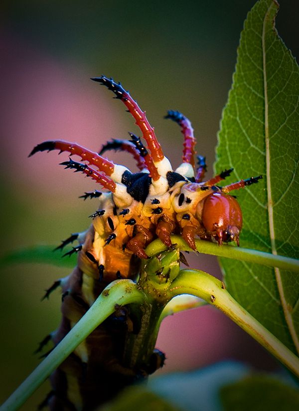 Hickory Horned Devil