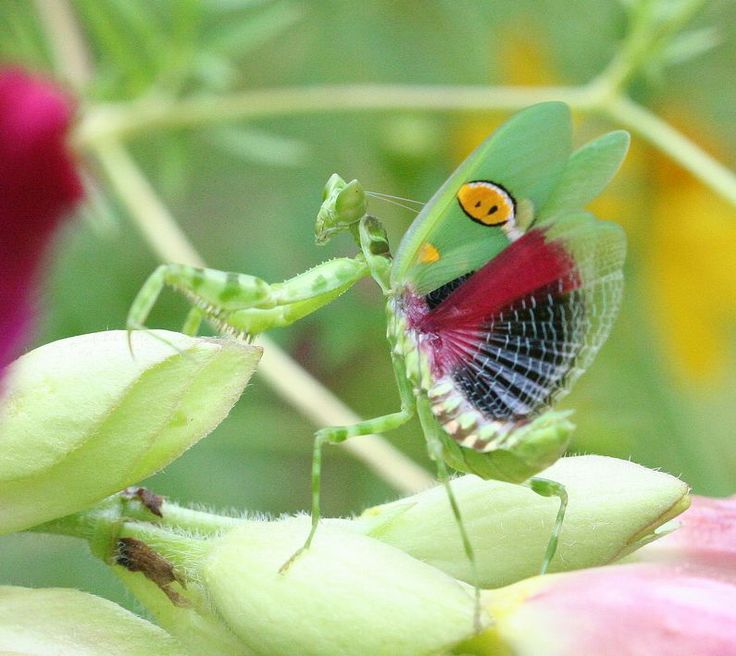 indian flower mantis. photo by philip rose, thailand