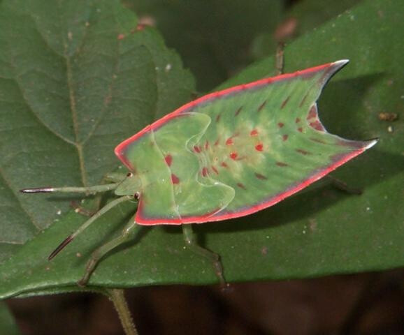 Shield Bug nymph