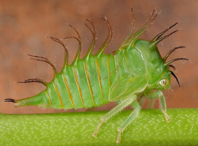 Treehopper Nymph on Smilax