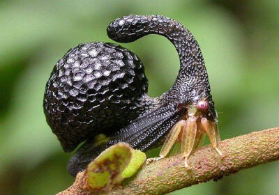 Treehopper