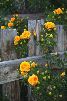 Renegade Roses by Arla M. Ruggles: &amp;quot;Yellow Pioneer Roses were first planted here in the yard of The Teacherage (teachers’ quarters) in Cherry Creek, Nevada.&amp;quot; via @Vicki Horton.