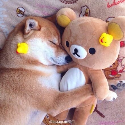 这是一只3岁的柴犬，她可爱的主人，总喜欢把她睡觉时又呆又萌的样子拍下来睡得好香哦 ｜ minapple