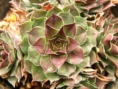 Sempervivum Chocolate chip.jpg