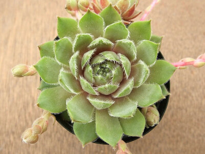 Sempervivum Canada Kate.jpg