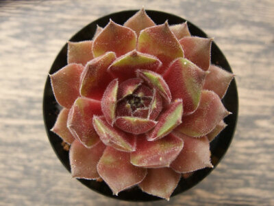 Sempervivum Blush.jpg