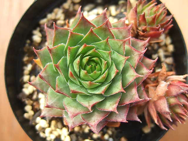 Sempervivum Omega.jpg