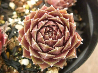 Sempervivum Red Delta.jpg