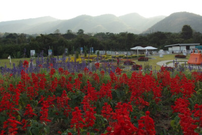 拷艾花海处在KhaoYai的The Bloom是一个新的景点，Khao的意思是山，顾名思义，The Bloom是依山而立的一个景区。