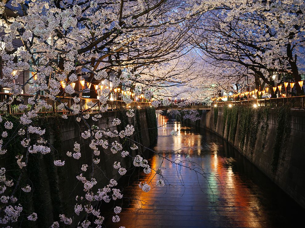 Picture of cherry blossoms in the Nakameguro district of Tokyo