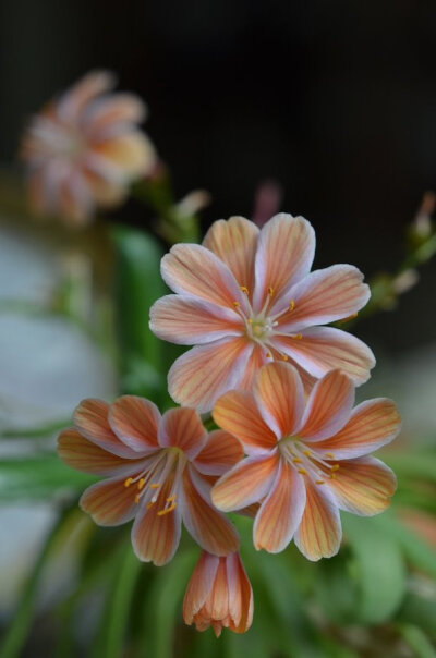 露微花