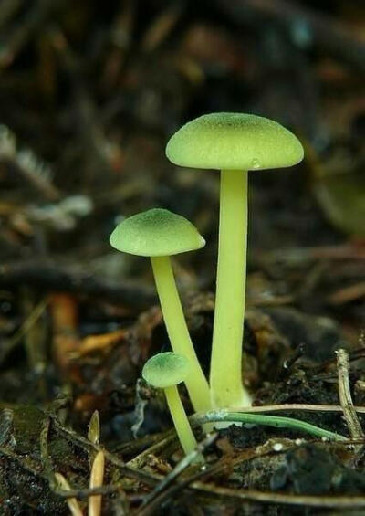 色彩斑斓的蘑菇——大自然的艺术品
