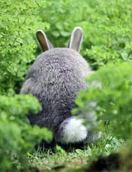 这只肥兔仔，又躲在那里装龙猫[兔子] 好萌的背影 [偷笑]