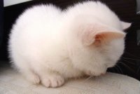 (&amp;gt;^ω^&amp;lt;)