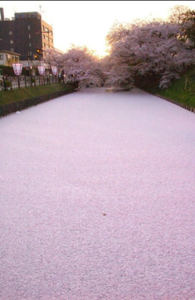 日本，樱花花瓣铺满整条河道。