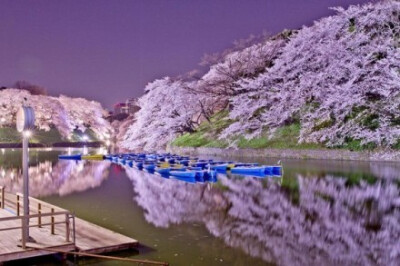 外媒评选的2014年最美的9张樱花照片，完全被迷住了！
