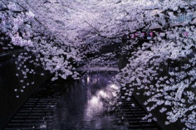 外媒评选的2014年最美的9张樱花照片，完全被迷住了！