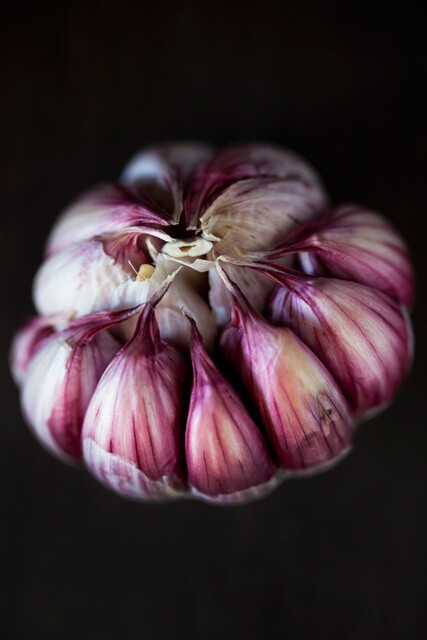 Garlic