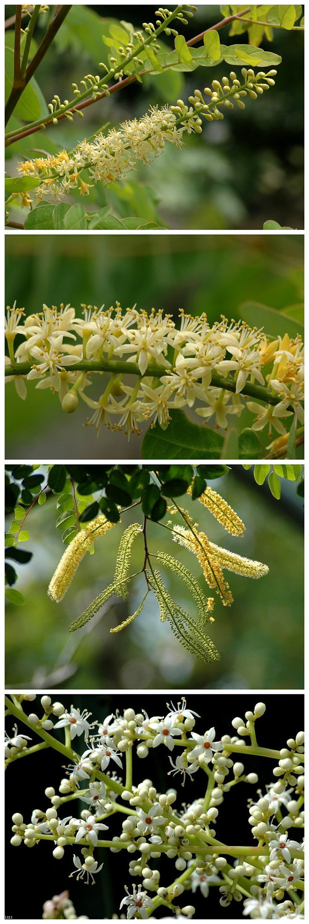 孔雀豆花 【别名】：红豆、相思豆 【拉丁语】 Pavonina 意为孔雀眼睛，故名叫孔雀豆。