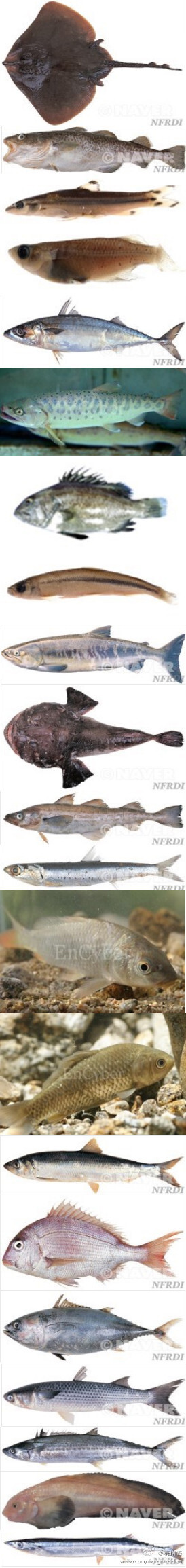 【吃在韩国】韩国鱼类:홍어斑鳐;대구大头鳕;쉬리高丽雅罗鱼;송사리青鳉;고등어日本鲭;산천어松鱼;돗돔坚鳞鲈;빙어冰鱼;연어大马哈鱼;아귀黑鮟鱇;명태明太鱼;멸치鳀;잉어鲤鱼;붕어鲫鱼;청어太平洋鲱;참돔真鲷;참다랑…