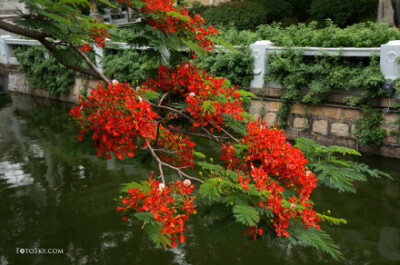 厦门——凤凰花开