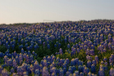 Texas bluebonnets by john McStravick