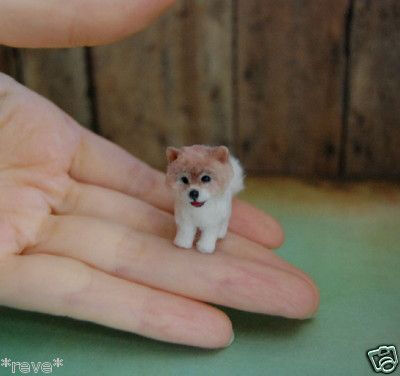 OOAK Realistic Pomeranian w Teddy Cut Miniature Dollhouse 1:12 Hand Sculpture by Reve