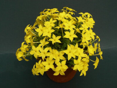Sebaea thomasii Native to South Africa. Pot size 15cm.