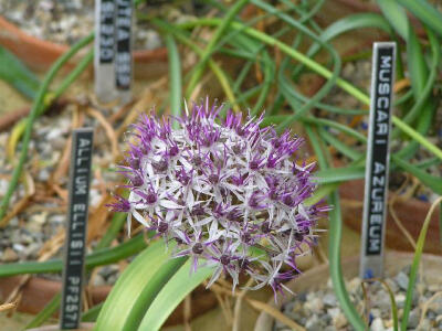 Allium ellisii An old P. Furse collection from Iran (PF2571)