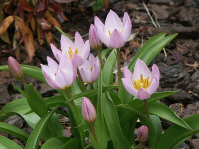 Tulipa bakeri &amp;quot;Lilac wonder&amp;quot;