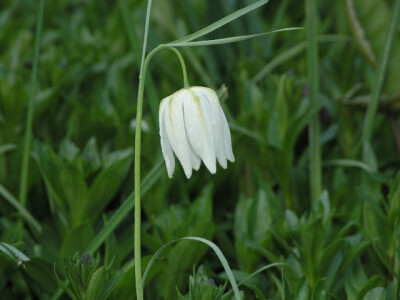 Entry by Graham Catlow Fritillaria meleagris