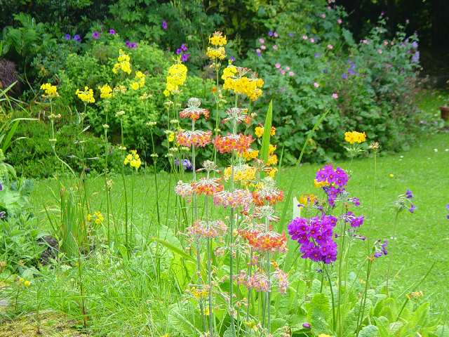 Primulas Beesiana, Bulleyana, Burmanica, Prolifera and Secundiflora growing adjacent to a pond